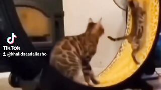 Funny cats