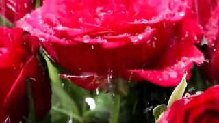 beautiful rose beautiful rose