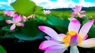 Very beautiful Shapla flower