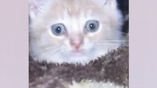 New Funny Animal Videos 2024 ???? Funniest Cats and Dogs ???????? Pets Awesome