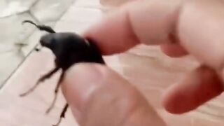 Funny Animal
