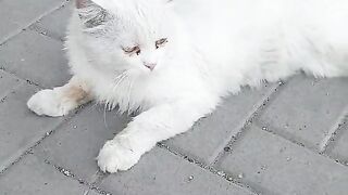 Cat ???? video animal video