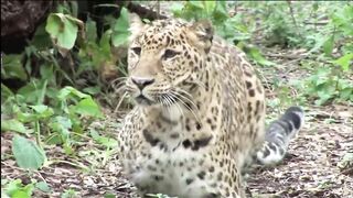 Animals Seeing Themselves For The First Time!