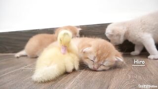 Baby kitten Hiro and the duckling were being disturbed during their sleep by their siblings ????????