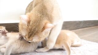 Baby kitten Hiro is so adorable, he's trying to get attention with cute dances