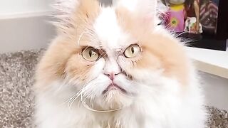 Scarry cat ????....