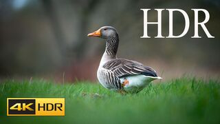 The Beauty of Birds in 4K VIDEO ULTRA HD 60FPS HDR _ World Beautiful Birds HD 4k Video