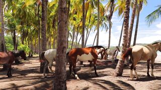 Horses