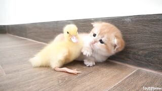Baby kitten Hiro washes the duckling, then hugs and sleeps together, mom cat gently come to wash him