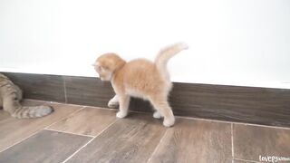 Baby kitten Jiro loves mom cat too much and lovingly wraps around her