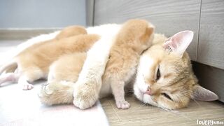 Baby kitten Tomi soundly dozes off on the mom cat's shoulder who is snoring