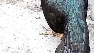Black panther