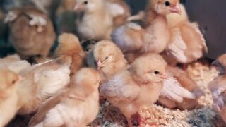 baby chickens