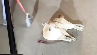 Rescue injured animals