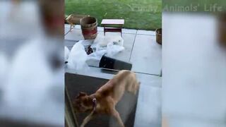 Best Funny Animal Videos Of The 2022 ???? - Funny Wild And Farm Animals Videos ????????
