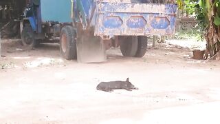 Best Funny Plastic Box Prank on Dog, Super Funny Video Must watch @MisterFunTube
