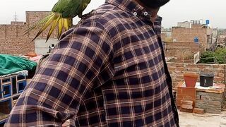 Lovely Parrot | Funny Parrot