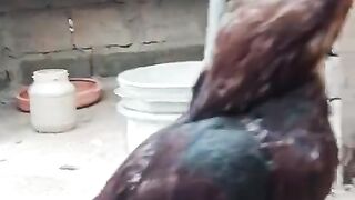 Grey parrot ll