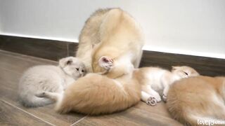 Cat Coco loves her nephews and niece so much, She is busy taking care of them