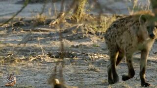 Wildlife in Africa