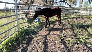 Catching a Wild Horse - Geronimo Day 2