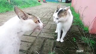 Cat lover Boy