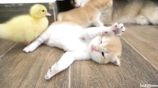 Daily life of baby kitten Jiro with his siblings and ducklings, very interesting