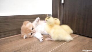Ducklings live with baby kitten Hiro happily, they are teasing each other, so cute