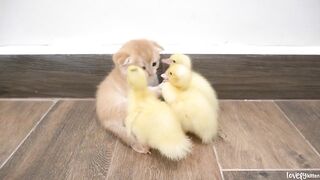 Ducklings live with baby kitten Hiro happily, they are teasing each other, so cute
