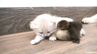 Ducklings swaddle baby kitten Mei all the time, Kitten Mei is just like the mother of the duckling