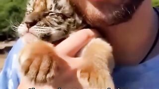 Big fat Tigers raised by grandmothers????????????