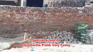 Fake Small Gorilla vs Dog Prank Scary Funny Doggys TRY TO NOT LAUGH Raipuriya Pranker
