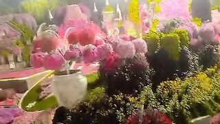Beautiful garden flower