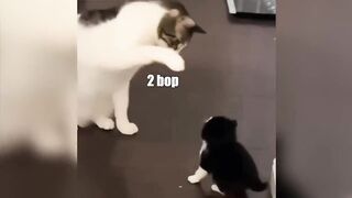 Funniest Animal Voiceovers - Ep. 12