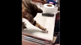 Funniest Animals - Best Of The 2021 Funny Animal Videos #41
