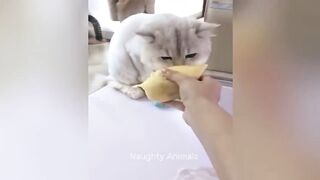 Funniest Animals ???????? New Funny Cats and Dogs Videos ???????? Part 10
