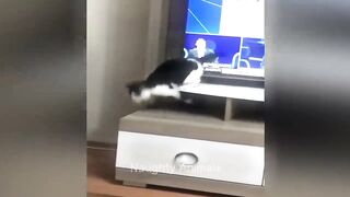 Funniest Animals ???? New Funny Cats and Dogs Videos ???????? Part 20