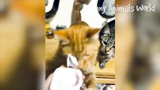 Funniest Cats And Dogs Videos ???? - Best Funny Animal Videos 2023 ???? #12