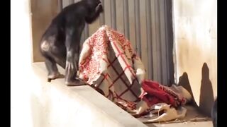 Funniest Cats And Dogs Videos ???? - Best Funny Animal Videos 2024 ????#8