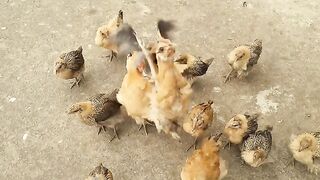 Desi chicks