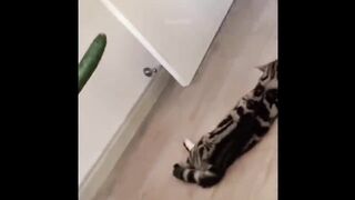 Funniest Dogs And Cats - Best Of The 2021 Funny Animal Videos