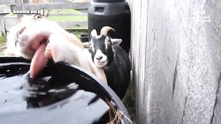 Funniest Farm Animals
