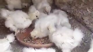 Silky chicken are beautiful