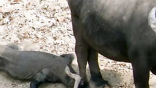 Komodo bites a buffalo's leg
