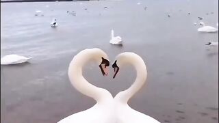 Nature video