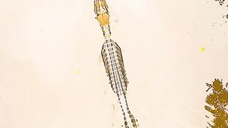 Large saltwater crocodile