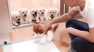 Cute pappies