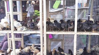 Chicken chicks