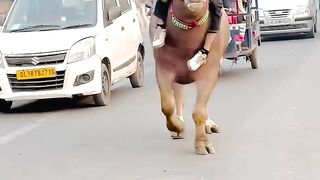 Have you ever seen a buffalo ride? If not, then see it, you will not get another chance