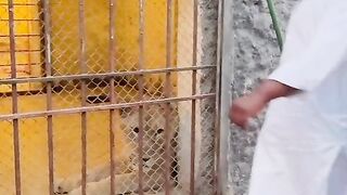 Kamal